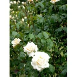 'Ilse Krohn Superior'® Rosa Kordesii 'Ilse Krohn Superior'® (Slyngrose) A-Kvalitet,- Barrods Roser Min. 3 Grene 17 'Ilse Krohn Superior'® Rosa Kordesii 'Ilse Krohn Superior'® (Slyngrose) A-Kvalitet,- Barrods Roser Min. 3 Grene -Sirius Butik fi4446 rosa ilse krohn superior 38e2