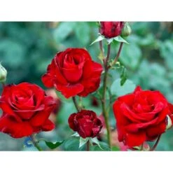 'Ingrid Bergman'® Rosa X 'Ingrid Bergman'® (Storblomstrende) A-Kvalitet,- Barrods Roser Min. 3 Grene -Sirius Butik fi4449 rosa ingrid bergman poulman n 33c4