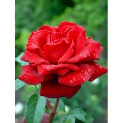 'Ingrid Bergman'® Rosa X 'Ingrid Bergman'® (Storblomstrende) A-Kvalitet,- Barrods Roser Min. 3 Grene -Sirius Butik fi4449 rosa ingrid bergman poulman n 7c2f