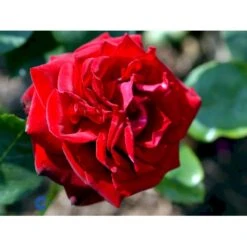 'Ingrid Bergman'® Rosa X 'Ingrid Bergman'® (Storblomstrende) A-Kvalitet,- Barrods Roser Min. 3 Grene -Sirius Butik fi4449 rosa ingrid bergman poulman n 9c2d