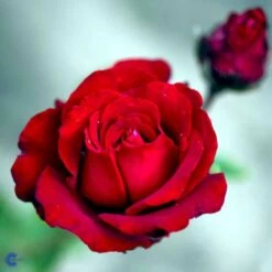 'Ingrid Bergman'® Rosa X 'Ingrid Bergman'® (Storblomstrende) A-Kvalitet,- Barrods Roser Min. 3 Grene -Sirius Butik fi4449 rosa ingrid bergman poulman n ed62