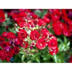 'Intense Cover'® Rosa X 'Intense Cover'® (Bunddækkerose) A-Kvalitet,- Barrods Roser Min. 3 Grene -Sirius Butik fi4451 rosa intense cover poultw001 n e6e2