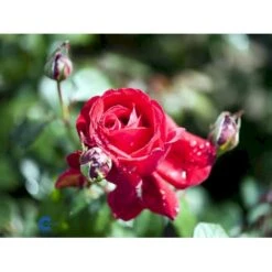 'Isabella Rossellini'™ Rosa X 'Isabella Rossellini'™ (Storblomstrende) A-Kvalitet,- Barrods Roser Min. 3 Grene -Sirius Butik fi4464 rosa isabella rossillini poulht006 n 9557