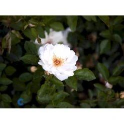 'Jacqueline Du Pré' Rosa X 'Jacqueline Du Pré' (Buskrose) A-Kvalitet,- Barrods Roser Min. 3 Grene -Sirius Butik fi4471 rosa jacqueline du pre e790