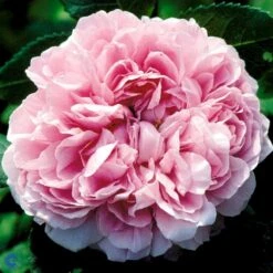 'Jacques Cartier' Rosa Portlandica 'Jacques Cartier' (Portlandrose) A-Kvalitet,- Barrods Roser Min. 3 Grene -Sirius Butik fi4472 rosa jacques cartier 1904