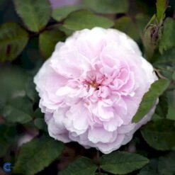 'Jacques Cartier' Rosa Portlandica 'Jacques Cartier' (Portlandrose) A-Kvalitet,- Barrods Roser Min. 3 Grene -Sirius Butik fi4472 rosa jacques cartier 79c8