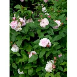 'Jacques Cartier' Rosa Portlandica 'Jacques Cartier' (Portlandrose) A-Kvalitet,- Barrods Roser Min. 3 Grene -Sirius Butik fi4472 rosa jacques cartier e980