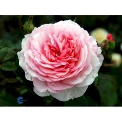 'James Galway'™ Rosa X 'James Galway'™ (Engelsk Rose) A-Kvalitet,- Barrods Roser Min. 3 Grene -Sirius Butik fi4473 rosa james galway auscrystal c1a4
