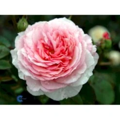 'James Galway'™ Rosa X 'James Galway'™ (Engelsk Rose) A-Kvalitet,- Barrods Roser Min. 3 Grene -Sirius Butik fi4473 rosa james galway auscrystal e664