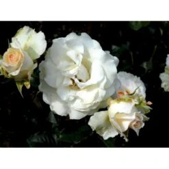 'José Carreras'™ Rosa X 'José Carreras'™ (Storblomstrende) A-Kvalitet,- Barrods Roser Min. 3 Grene -Sirius Butik fi4492 rosa jose carreras poulnew n 9b5b