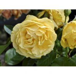 'Julia Child' Rosa X 'Julia Child' (Buketrose) A-Kvalitet,- Barrods Roser Min. 3 Grene -Sirius Butik fi4499 rosa julia child r wekvossutono 199d