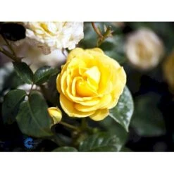 'Julia Child' Rosa X 'Julia Child' (Buketrose) A-Kvalitet,- Barrods Roser Min. 3 Grene -Sirius Butik fi4499 rosa julia child r wekvossutono f07e