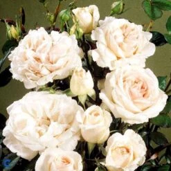 'Julia™ Renaissance'® Rosa X 'Julia™ Renaissance'® (Renaissancerose) A-Kvalitet,- Barrods Roser Min. 3 Grene 9 'Julia™ Renaissance'® Rosa X 'Julia™ Renaissance'® (Renaissancerose) A-Kvalitet,- Barrods Roser Min. 3 Grene -Sirius Butik fi4500 rosa julia poulheart n f6e1