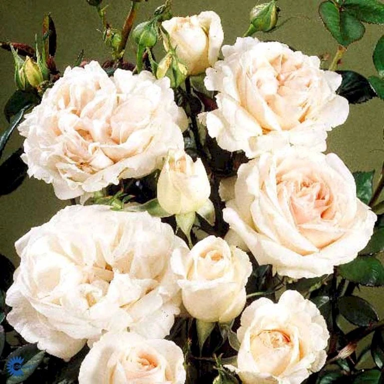 'Julia™ Renaissance'® Rosa X 'Julia™ Renaissance'® (Renaissancerose) A-Kvalitet,- Barrods Roser Min. 3 Grene 5 'Julia™ Renaissance'® Rosa X 'Julia™ Renaissance'® (Renaissancerose) A-Kvalitet,- Barrods Roser Min. 3 Grene - Billede 5