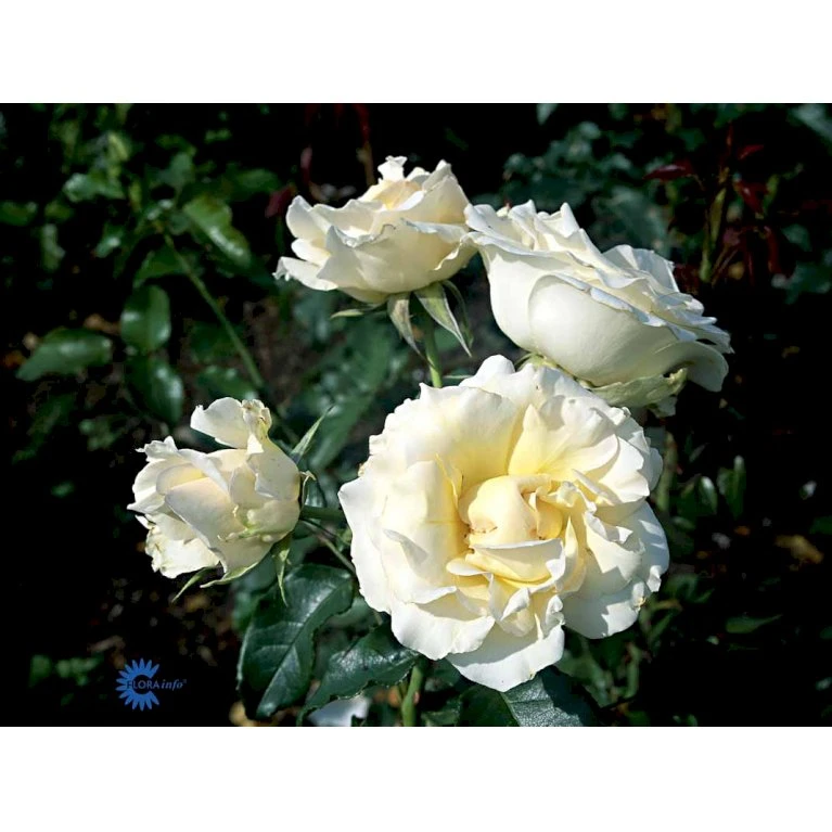 'Kaj Munk'™ Rosa X 'Kaj Munk'™ (storblomstrende) A-Kvalitet,- Barrods Roser Min. 3 Grene 5 'Kaj Munk'™ Rosa X 'Kaj Munk'™ (storblomstrende) A-Kvalitet,- Barrods Roser Min. 3 Grene - Billede 5