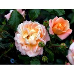'Kalmar'™ Rosa X 'Kalmar'™ (Slotsrose) A-Kvalitet,- Barrods Roser Min. 3 Grene -Sirius Butik fi4507 rosa kalmar poulkalm n b655