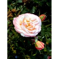 'Kalmar'™ Rosa X 'Kalmar'™ (Slotsrose) A-Kvalitet,- Barrods Roser Min. 3 Grene -Sirius Butik fi4507 rosa kalmar poulkalm n f3c6