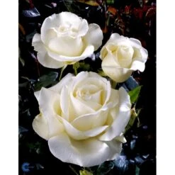 'Karen Blixen'™ Rosa X 'Karen Blixen'™ (Storblomstrende) A-Kvalitet,- Barrods Roser Min. 3 Grene -Sirius Butik fi4508 rosa karen blixen poulari n 19cf