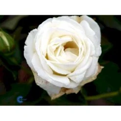 'Karen Blixen'™ Rosa X 'Karen Blixen'™ (Storblomstrende) A-Kvalitet,- Barrods Roser Min. 3 Grene -Sirius Butik fi4508 rosa karen blixen poulari n c535