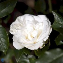 'Karen Blixen'™ Rosa X 'Karen Blixen'™ (Storblomstrende) A-Kvalitet,- Barrods Roser Min. 3 Grene -Sirius Butik fi4508 rosa karen blixen poulari n d488