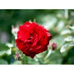 'Kronborg'™ Rosa X 'Kronborg'™ (Slotsrose) A-Kvalitet,- Barrods Roser Min. 3 Grene -Sirius Butik fi4542 rosa kronborg poultry n 578d