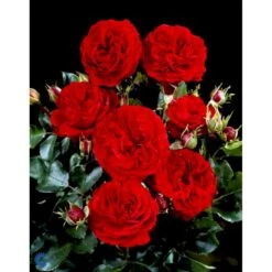 'Kronborg'™ Rosa X 'Kronborg'™ (Slotsrose) A-Kvalitet,- Barrods Roser Min. 3 Grene -Sirius Butik fi4542 rosa kronborg poultry n 7b33