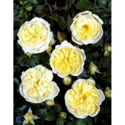 'Kronprinsesse Mary'™ Rosa X 'Kronprinsesse Mary'™ (Slotsrose) A-Kvalitet,- Barrods Roser Min. 3 Grene -Sirius Butik fi4543 rosa kronprinsesse mary poulcas006 n 33d5
