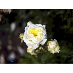 'Kronprinsesse Mary'™ Rosa X 'Kronprinsesse Mary'™ (Slotsrose) A-Kvalitet,- Barrods Roser Min. 3 Grene -Sirius Butik fi4543 rosa kronprinsesse mary poulcas006 n 5741