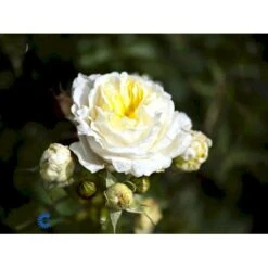 'Kronprinsesse Mary'™ Rosa X 'Kronprinsesse Mary'™ (Slotsrose) A-Kvalitet,- Barrods Roser Min. 3 Grene -Sirius Butik fi4543 rosa kronprinsesse mary poulcas006 n e45a
