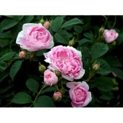 'Dronningen Af Danmark' Rosa Alba 'Dronningen Af Danmark' (Albarose) A-Kvalitet,- Barrods Roser Min. 3 Grene -Sirius Butik fi4547 rosa koenigin von daenemark 0643