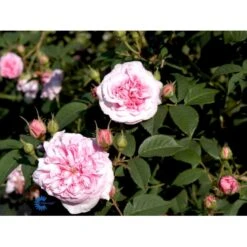 'Dronningen Af Danmark' Rosa Alba 'Dronningen Af Danmark' (Albarose) A-Kvalitet,- Barrods Roser Min. 3 Grene -Sirius Butik fi4547 rosa koenigin von daenemark 5b4f
