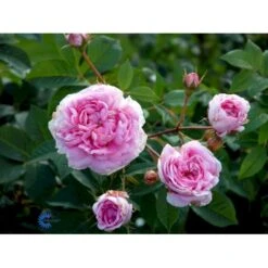 'Dronningen Af Danmark' Rosa Alba 'Dronningen Af Danmark' (Albarose) A-Kvalitet,- Barrods Roser Min. 3 Grene -Sirius Butik fi4547 rosa koenigin von daenemark 93d6