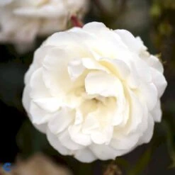 'La Paloma 85'® Rosa X 'La Paloma 85'® (Buketrose) A-Kvalitet,- Barrods Roser Min. 3 Grene -Sirius Butik fi4551 rosa la paloma ff0b