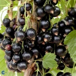 Solbær 'Titania' Ribes Nigrum 'Titania' 3,5 Liter Potte -Sirius Butik fi455 ribes nigrum titania 3d5e