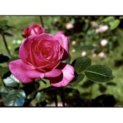 'Lady Like'® Rosa X 'Lady Like'® (Storblomstrende) A-Kvalitet,- Barrods Roser Min. 3 Grene -Sirius Butik fi4560 rosa lady like 5f2b