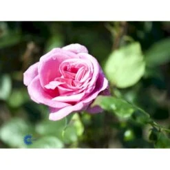 'Lady Like'® Rosa X 'Lady Like'® (Storblomstrende) A-Kvalitet,- Barrods Roser Min. 3 Grene -Sirius Butik fi4560 rosa lady like d592