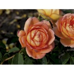 'Lady Of Shalott' Rosa X 'Lady Of Shalott' (Engelsk Rose) A-Kvalitet,- Barrods Roser Min. 3 Grene -Sirius Butik fi4563 rosa lady of shalott ausnyson 4bd9