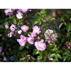 'Lavender Cover'® Rosa X 'Lavender Cover'® (Bunddækkerose) A-Kvalitet,- Barrods Roser Min. 3 Grene -Sirius Butik fi4580 rosa lavender cover poulrust n 12a0