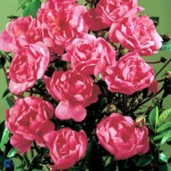 'Lavender Cover'® Rosa X 'Lavender Cover'® (Bunddækkerose) A-Kvalitet,- Barrods Roser Min. 3 Grene -Sirius Butik fi4580 rosa lavender cover poulrust n f591