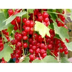 Ribs 'Jonkheer Van Tets' Ribes Rubrum 'Jonkheer Van Tets' Barrods,- 4-8 Grene -Sirius Butik fi458 ribes rubrum jonkheer van tets c7d5