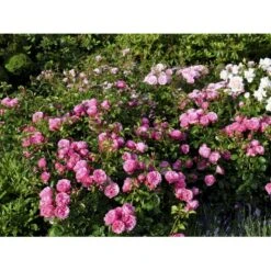 'Leonardo Da Vinci'® Rosa X 'Leonardo Da Vinci'® (Buketrose) A-Kvalitet,- Barrods Roser Min. 3 Grene -Sirius Butik fi4592 rosa leonardo da vinci 06be