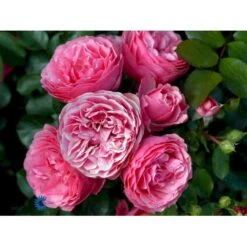 'Leonardo Da Vinci'® Rosa X 'Leonardo Da Vinci'® (Buketrose) A-Kvalitet,- Barrods Roser Min. 3 Grene -Sirius Butik fi4592 rosa leonardo da vinci 1e96