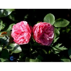 'Leonardo Da Vinci'® Rosa X 'Leonardo Da Vinci'® (Buketrose) A-Kvalitet,- Barrods Roser Min. 3 Grene -Sirius Butik fi4592 rosa leonardo da vinci 55ba