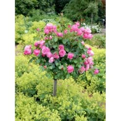 'Leonardo Da Vinci'® Rosa X 'Leonardo Da Vinci'® (Buketrose) A-Kvalitet,- Barrods Roser Min. 3 Grene -Sirius Butik fi4592 rosa leonardo da vinci 6510