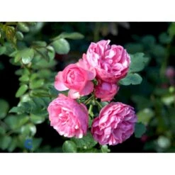 'Leonardo Da Vinci'® Rosa X 'Leonardo Da Vinci'® (Buketrose) A-Kvalitet,- Barrods Roser Min. 3 Grene -Sirius Butik fi4592 rosa leonardo da vinci e0f1