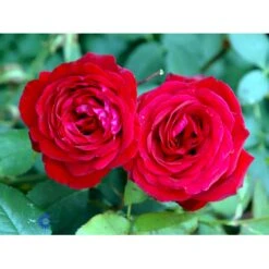 'Leonora Christine'® Rosa X 'Leonora Christine'® (Storblomstrende) A-Kvalitet,- Barrods Roser Min. 3 Grene -Sirius Butik fi4593 rosa leonora christine 33d1