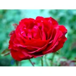 'Leonora Christine'® Rosa X 'Leonora Christine'® (Storblomstrende) A-Kvalitet,- Barrods Roser Min. 3 Grene -Sirius Butik fi4593 rosa leonora christine 3f58