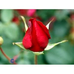 'Leonora Christine'® Rosa X 'Leonora Christine'® (Storblomstrende) A-Kvalitet,- Barrods Roser Min. 3 Grene -Sirius Butik fi4593 rosa leonora christine c19d