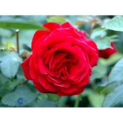 'Leonora Christine'® Rosa X 'Leonora Christine'® (Storblomstrende) A-Kvalitet,- Barrods Roser Min. 3 Grene -Sirius Butik fi4593 rosa leonora christine e653