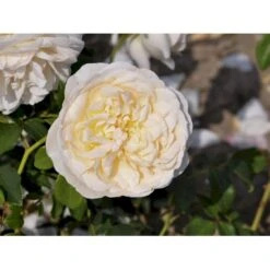 'Lichfield Angel'™ Rosa X 'Lichfield Angel'™ (Engelsk Rose) A-Kvalitet,- Barrods Roser Min. 3 Grene 12 'Lichfield Angel'™ Rosa X 'Lichfield Angel'™ (Engelsk Rose) A-Kvalitet,- Barrods Roser Min. 3 Grene -Sirius Butik fi4596 rosa lichfield angel ausrelate 8ad6